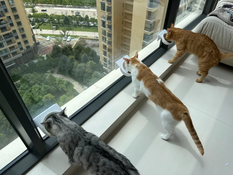 【悬浮】猫碗支架 【含碗】｜30 度倾斜【猫体】工程学｜省流省时