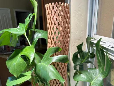 Cactus Skeleton Plant Pole