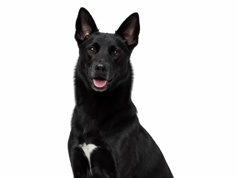 Taiwan mountain dog