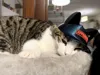 CAP-HAT