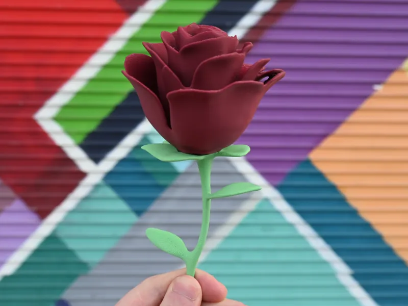 Dual Color Rose