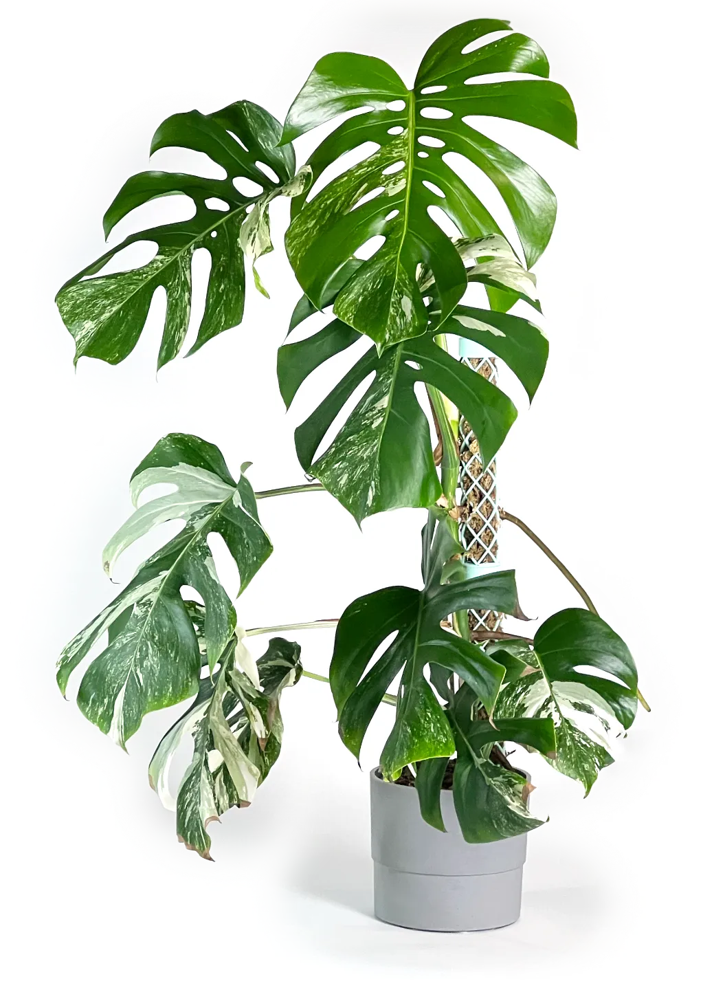 Modular Mosspole 40MM for all your houseplants view 2