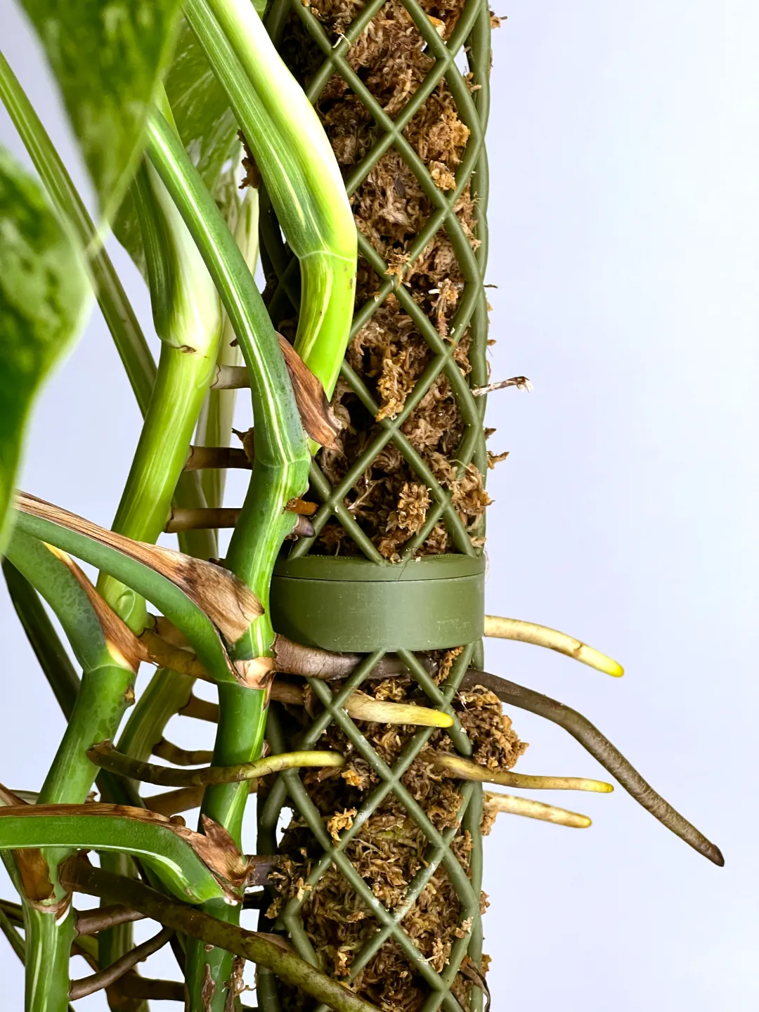 Modular Mosspole 40MM for all your houseplants view 3