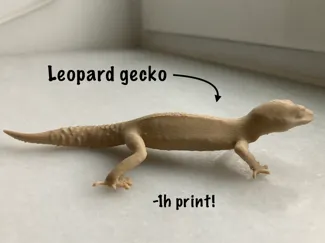 Leopard gecko various sizes