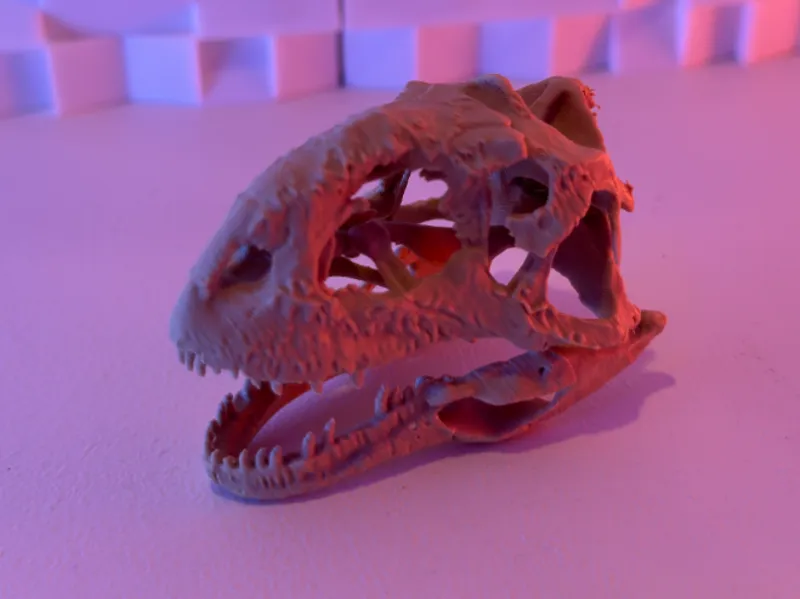 Mujangasaurus Skull (15-25 Grams)