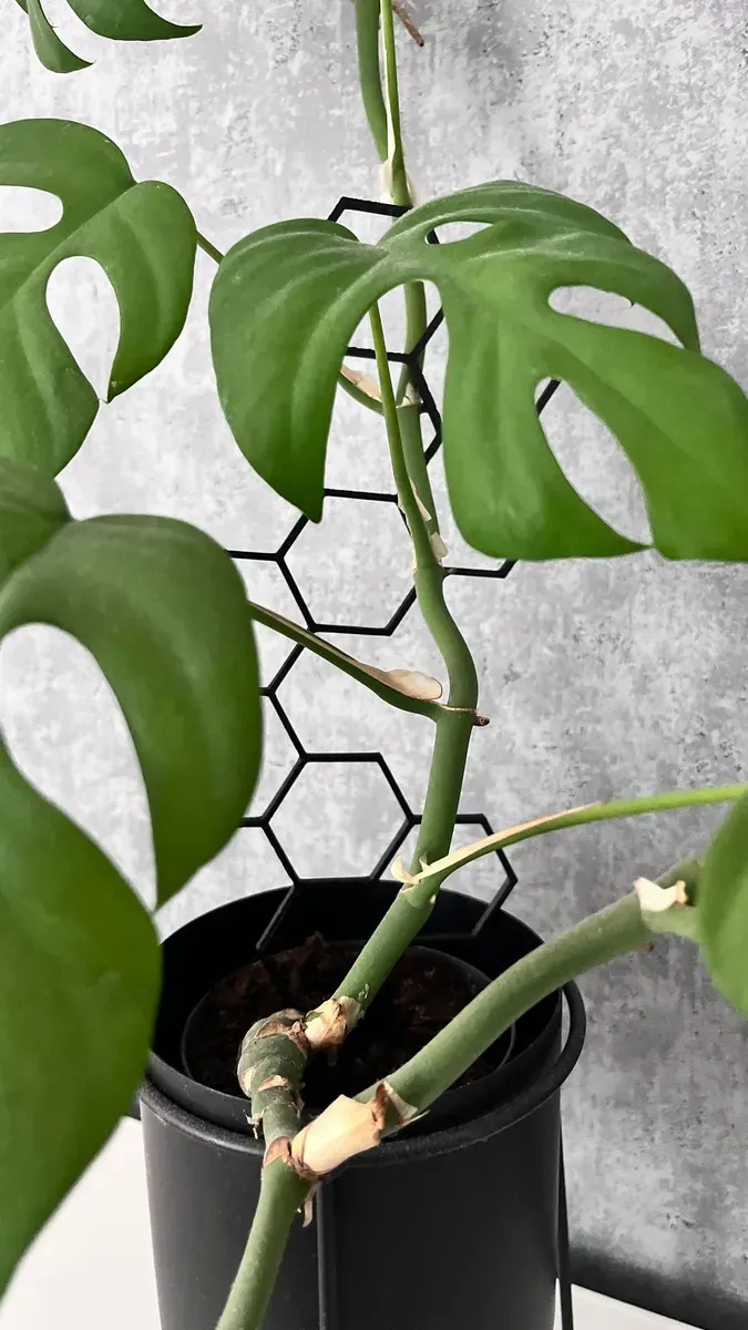 Support for plants