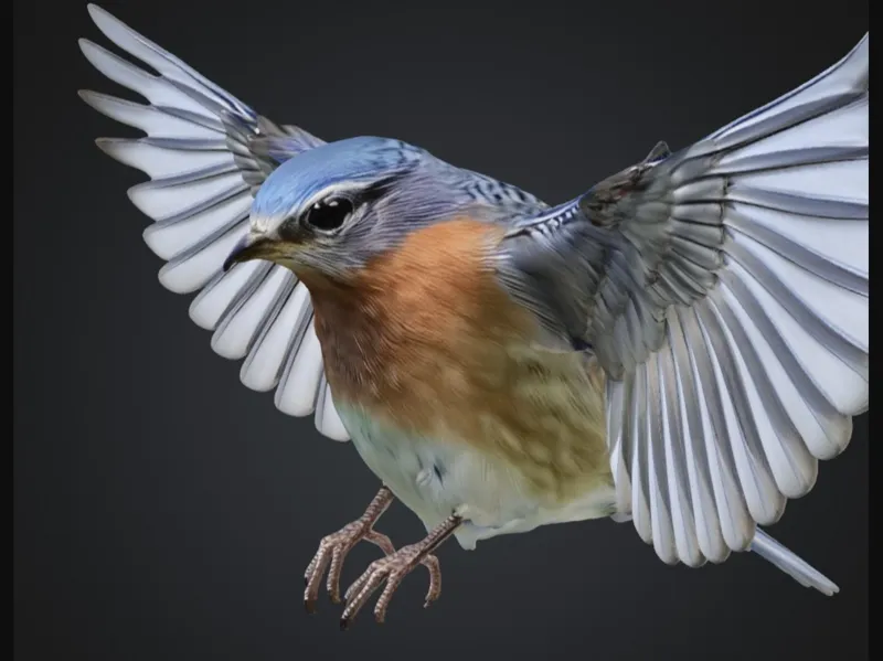 Blue Bird in Flight