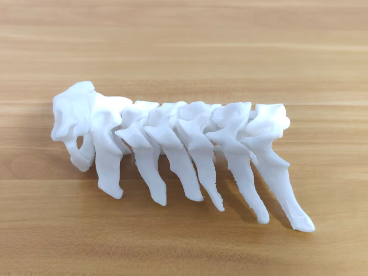 解剖学可动人体颈椎模型 3D model