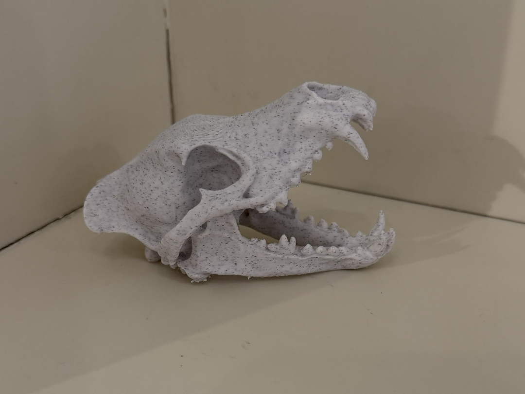 Greywolf skull