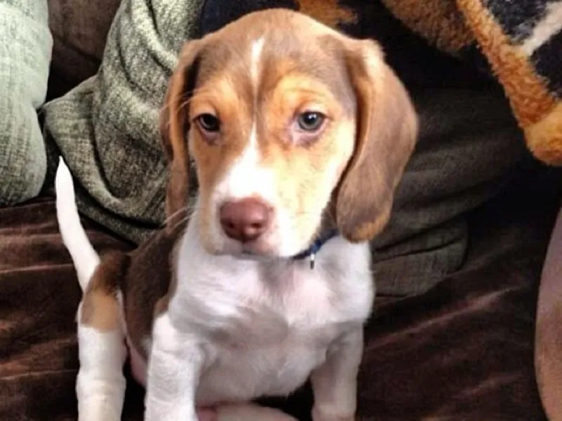 Beagle Puppy Clayton