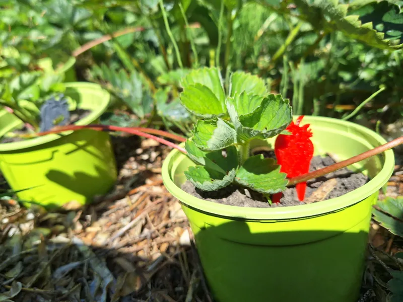 Strawberry Cutting Holder / Runner Support Fork