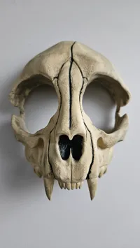 Masque tête de mort de chat — photo 2