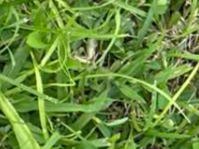 mo.5