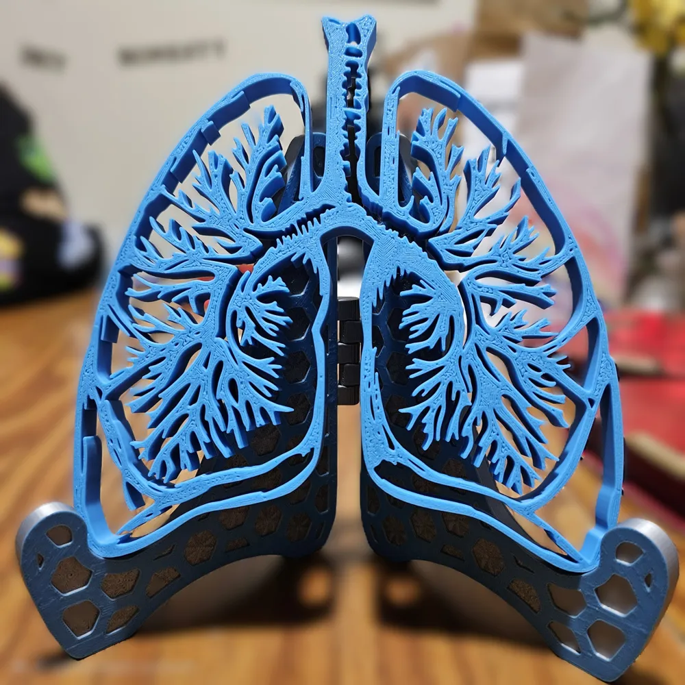 Lungs for Pulmonology Wall decor or on a stand - Free 3D Print Model ...