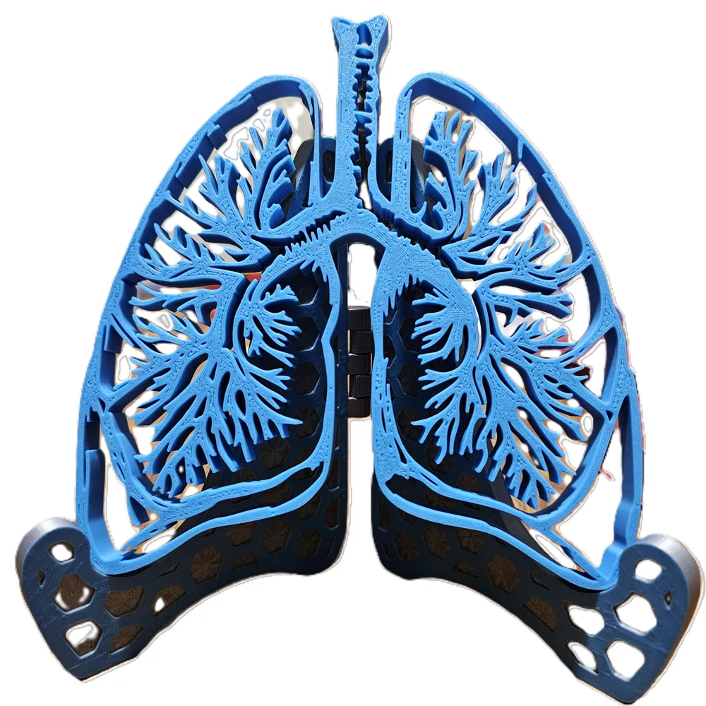 Lungs for Pulmonology Wall decor or on a stand - Free 3D Print Model ...