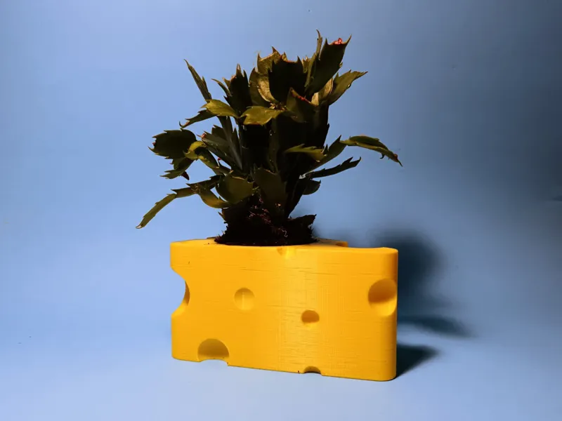 Cheese Plant Pot