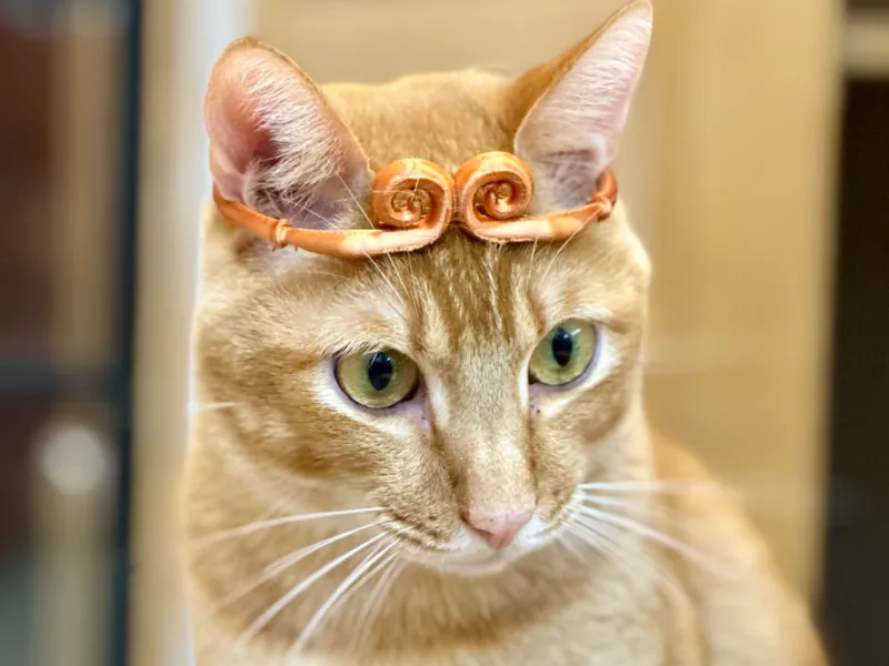 WuKong Golden Bracelet for Pet 寵物悟空金箍