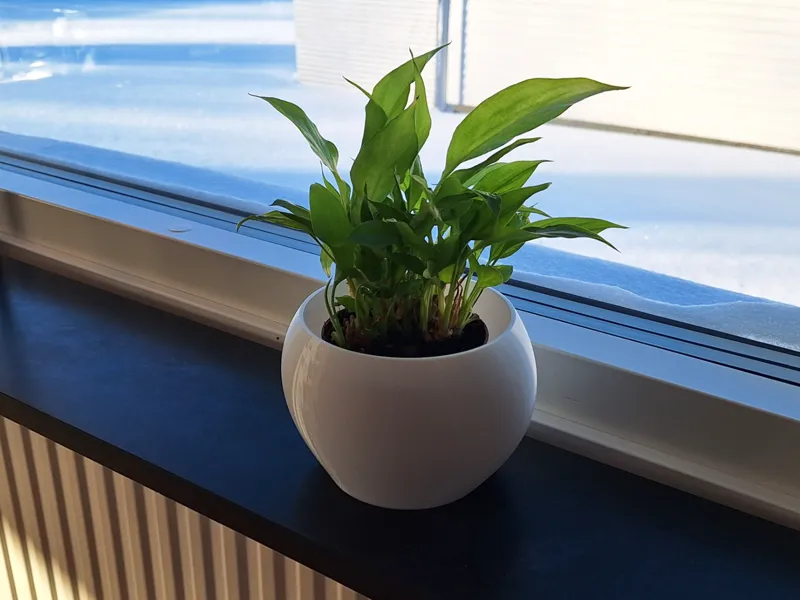 Plant pot with drainage insert