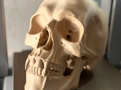 Detailed Vampire Skull