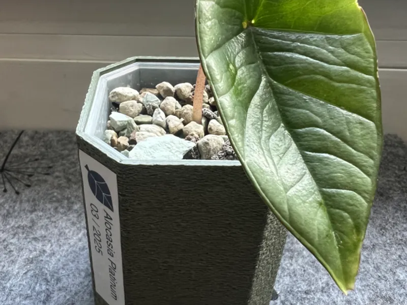 Hexagon Plant Pot 