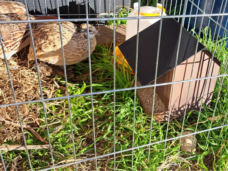mangeoire a oiseau 