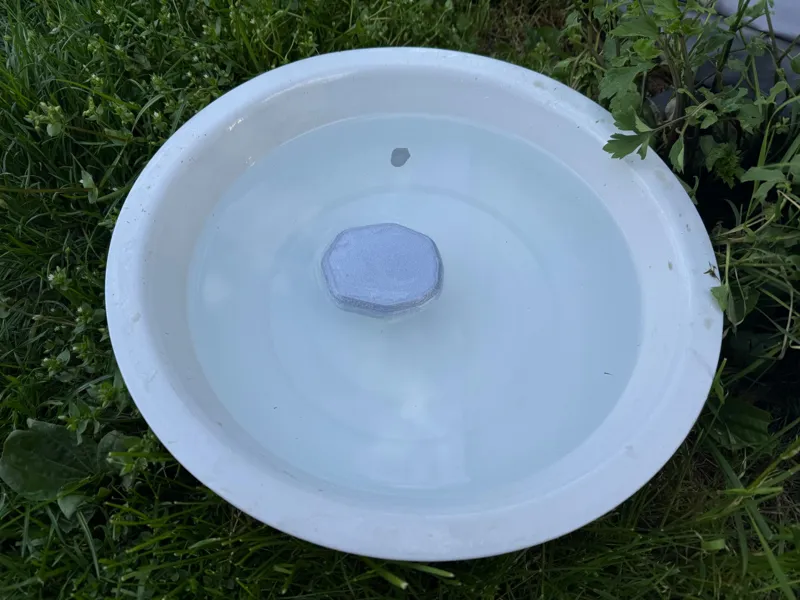 Insekten Rettungsschwimmer