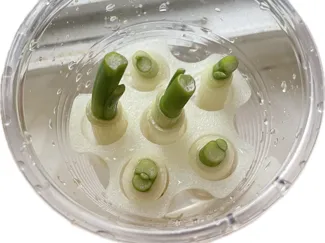 GreenOnionGrower_GardenSeries