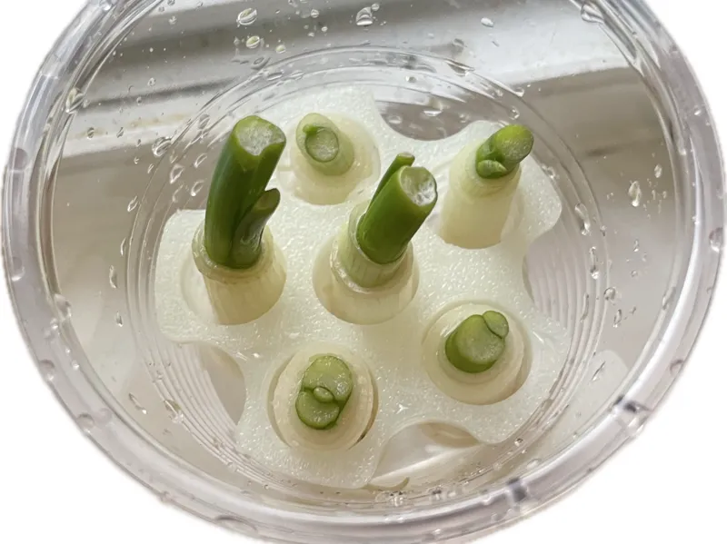 GreenOnionGrower_GardenSeries
