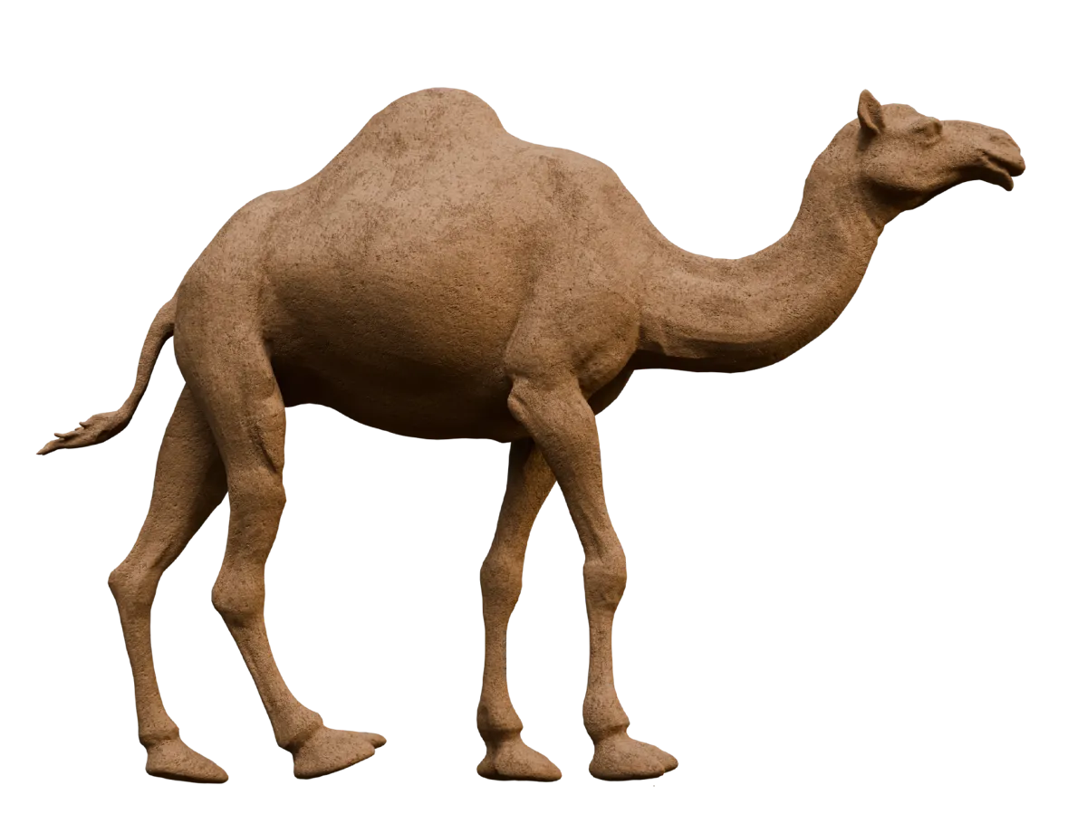 Chameau du Jour de la Fondation (Arabie saoudite)