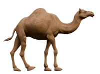 Chameau du Jour de la Fondation (Arabie saoudite) — photo 1