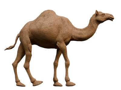 Foundation Day Camel
