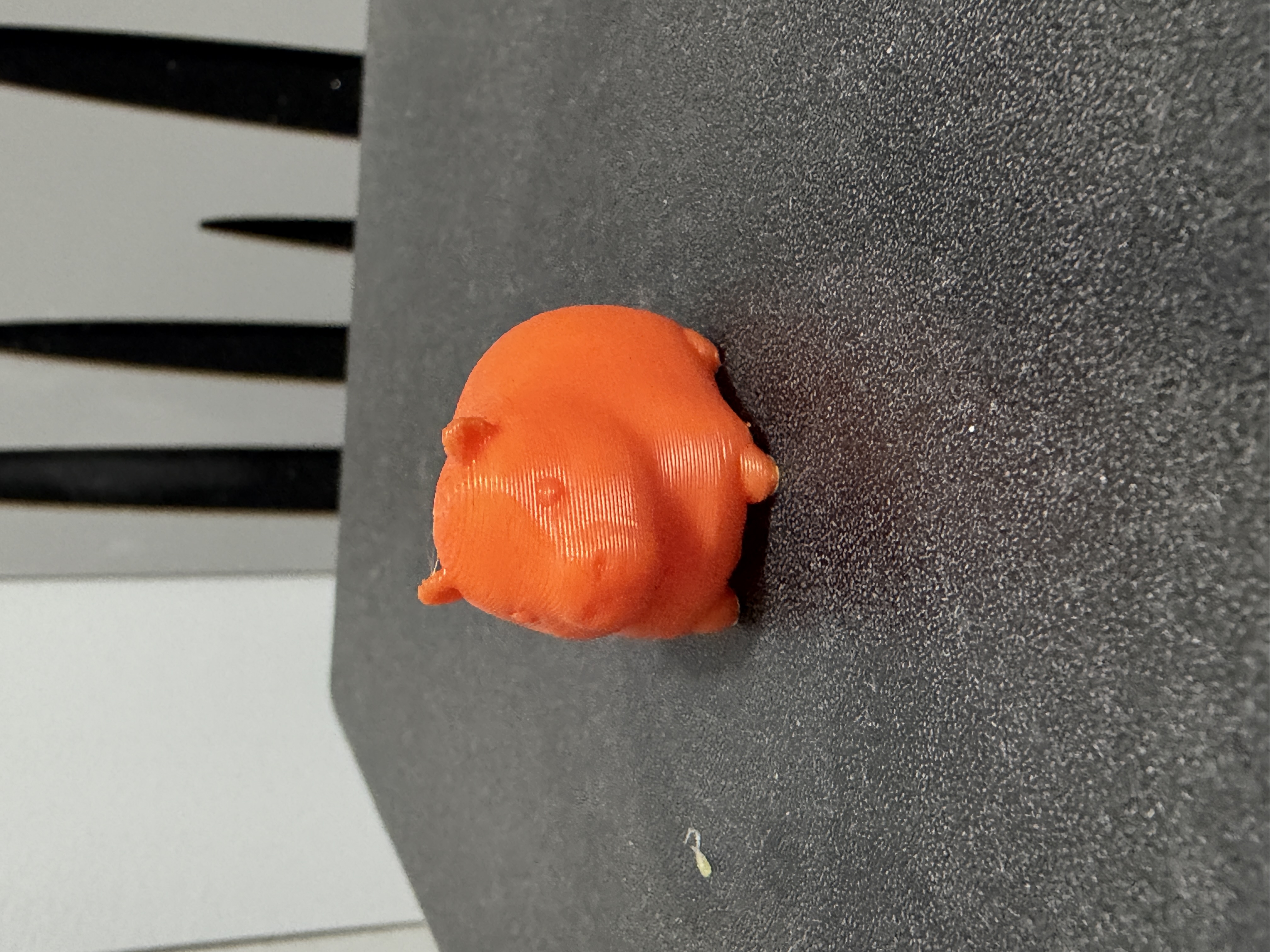 Mini Capybara - 1