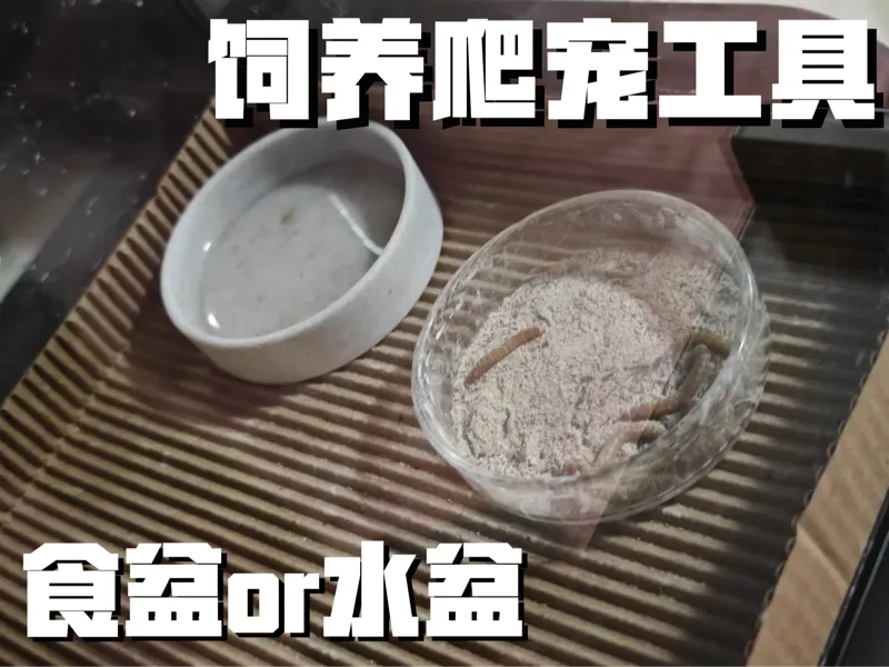 爬宠守宫食盆水盆