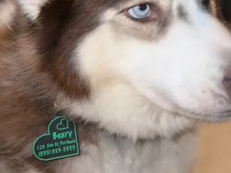 Parametric Dog/Kid/Luggage Tag Generator
