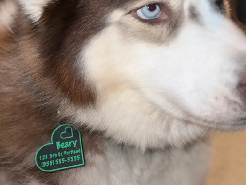 Parametric Dog/Kid/Luggage Tag Generator
