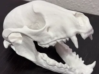 Large Raccoon Skull