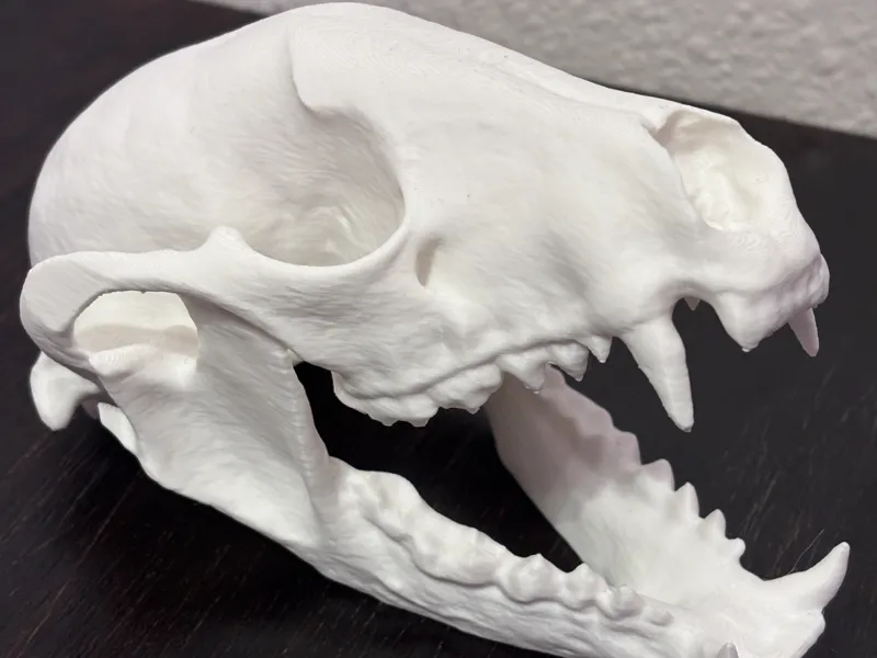 Large Raccoon Skull