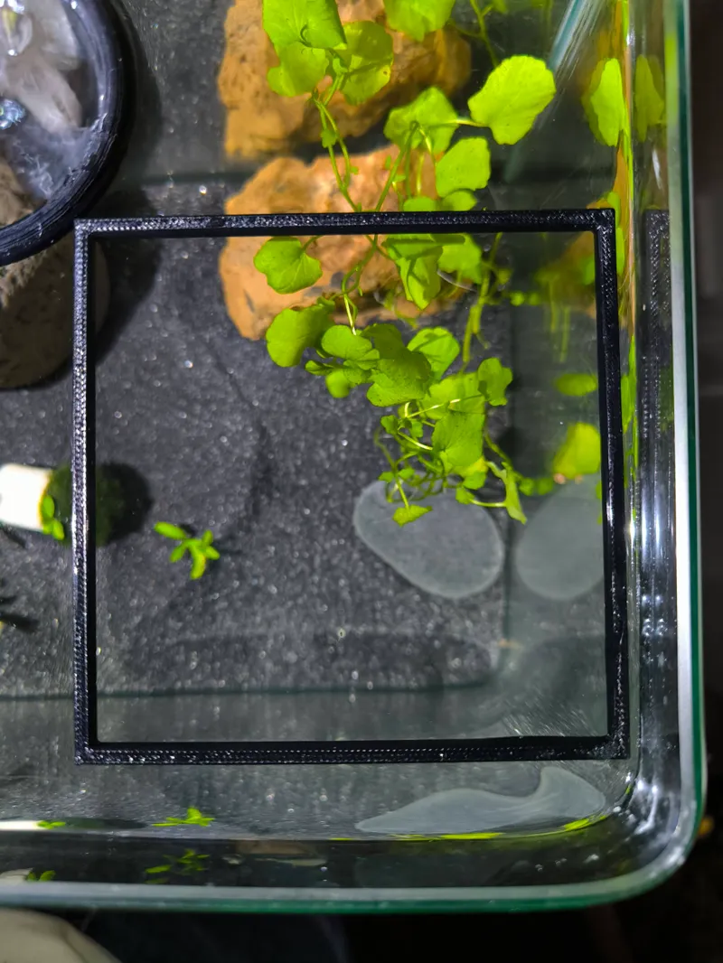 Barriera galleggiante per piante acquario