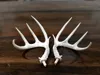 Perfect 10 - BAS Antlers - 25% Scale