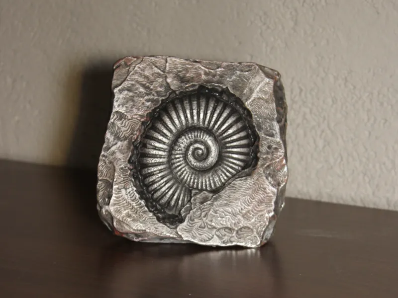 Versteinerter Ammonite 2