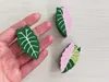alocasia chantrieri clicker