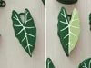 alocasia frydek clicker