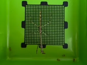 Praying mantis feeding grid