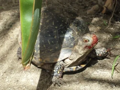 Western Ornate Box Turtle