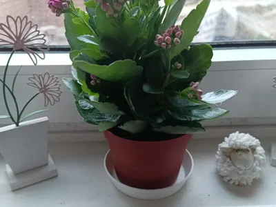 Flowerpot - Saucer / Underpot 90mm