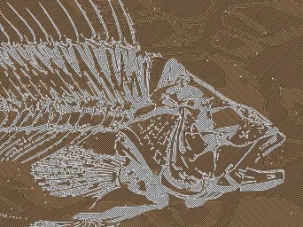 Fossile truite