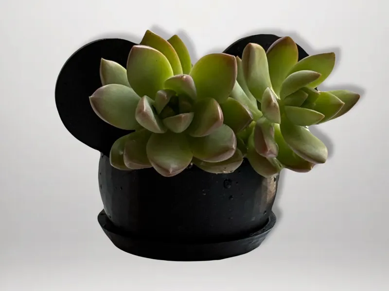 Mickey Succulent Planter