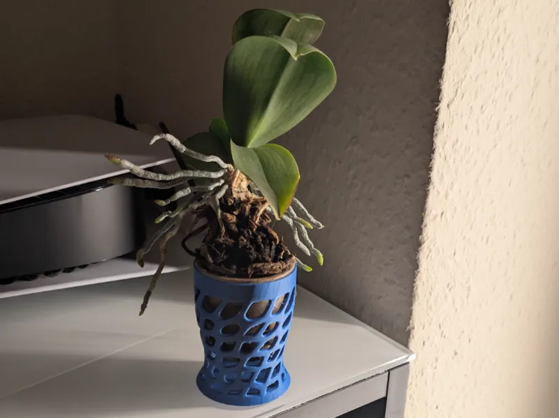 mini orchid container