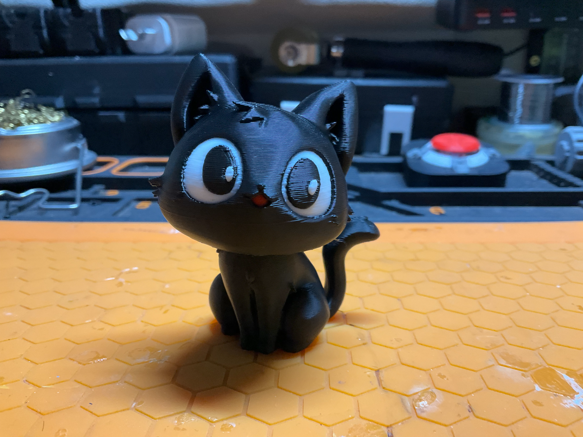 Midnight the Cute Cat