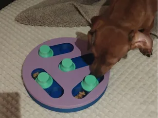 Hunde und Katzen Spielzeug 